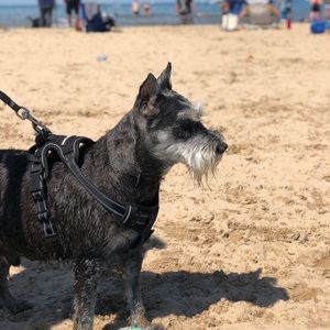 Meet your Posher, Lucas